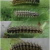 melitaea cinxia larva3 volg2